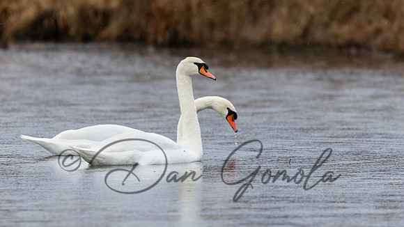 Mute Swan