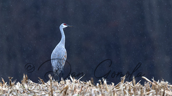 Sandhill Crane