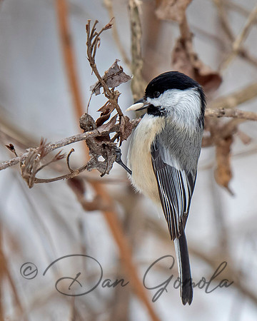 Black-capped Chickadee