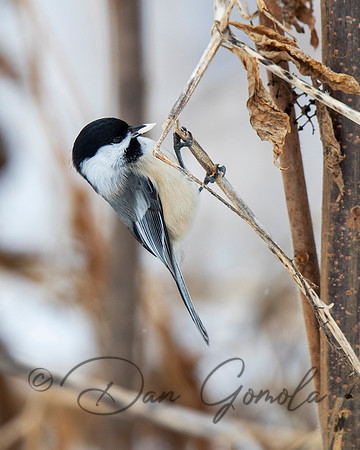 Black-capped Chickadee