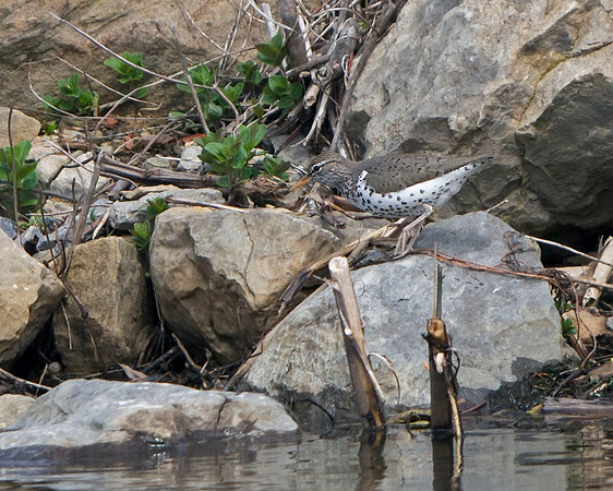 Spotted Sandpiper