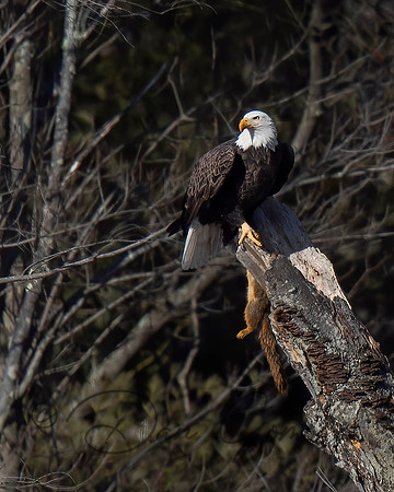 Bald Eagle