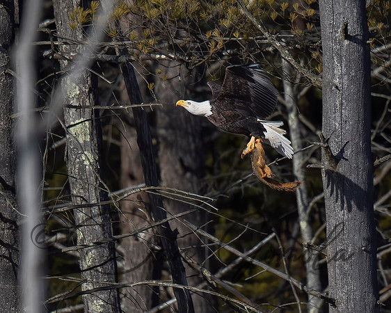 Bald Eagle