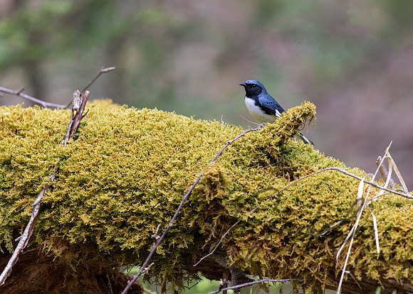 Black-throated Blue Warbler
