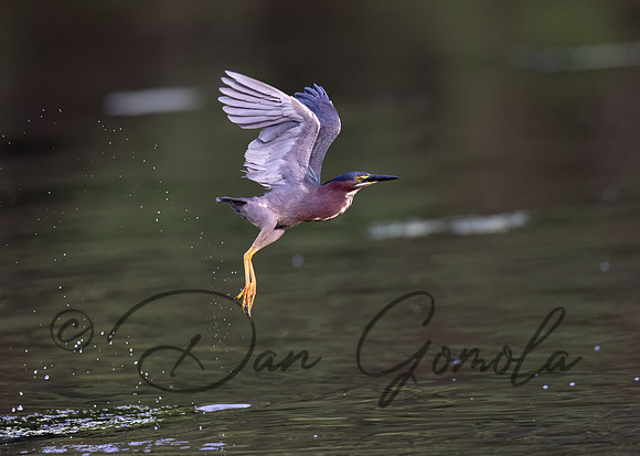 Green Heron