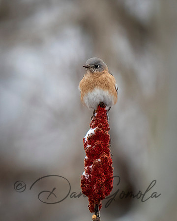 Eastern Bluebird