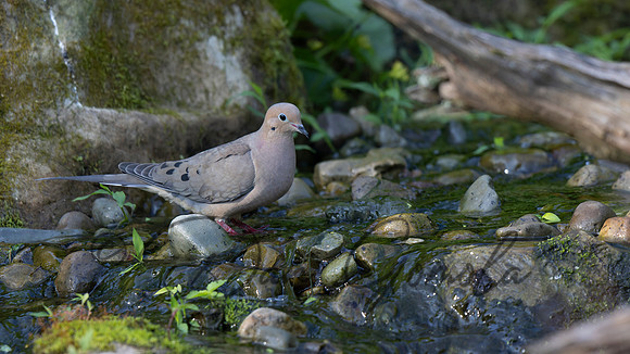 Mourning Dove