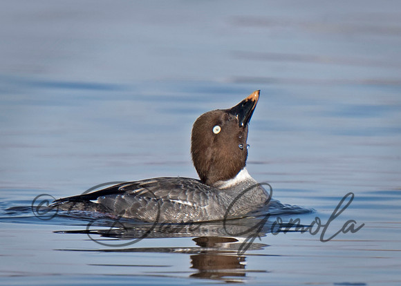 Common Goldeneye