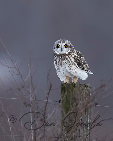 Short-eared Owl