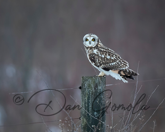Short-eared Owl