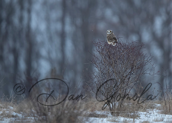 Short-eared Owl