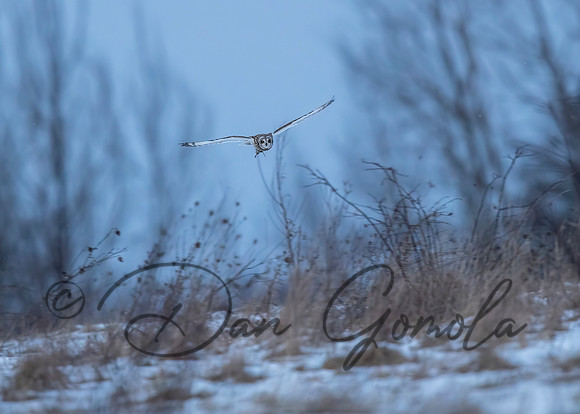 Short-eared Owl