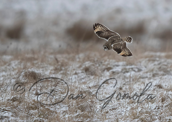 Short-eared Owl