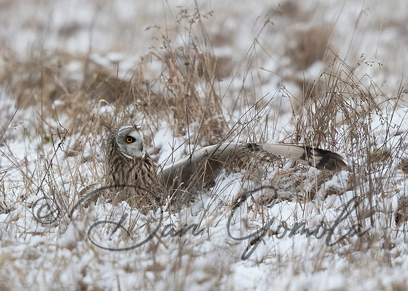 Short-eared Owl
