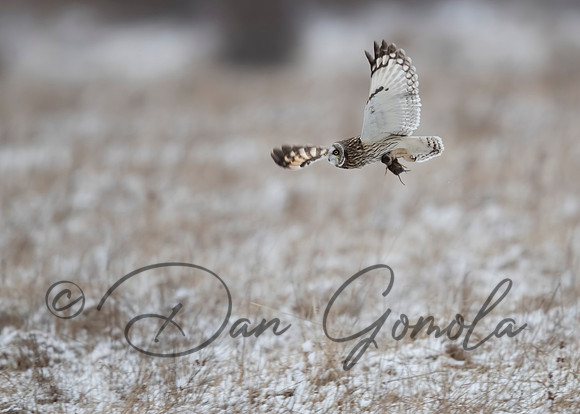 Short-eared Owl