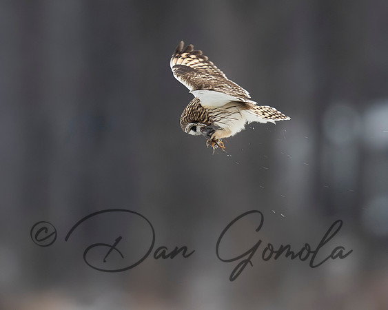 Short-eared Owl