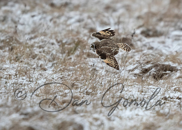 Short-eared Owl