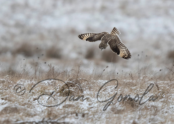 Short-eared Owl
