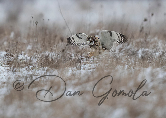 Short-eared Owl