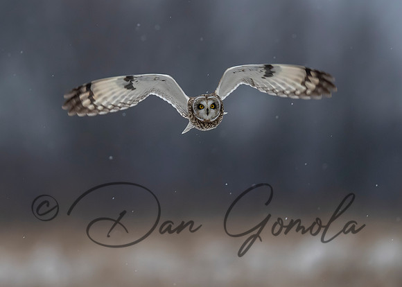 Short-eared Owl