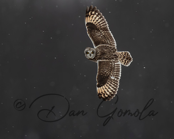 Short-eared Owl