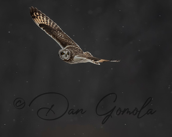 Short-eared Owl
