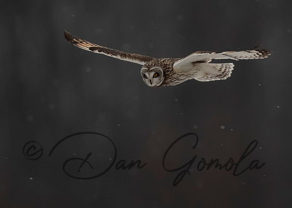 Short-eared Owl