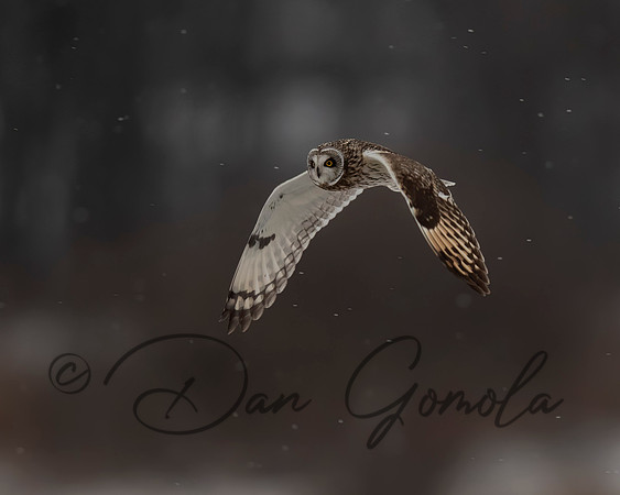Short-eared Owl