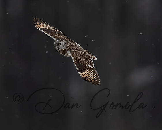 Short-eared Owl