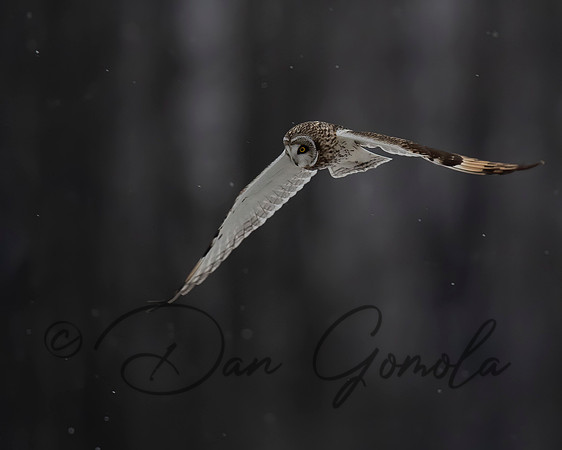 Short-eared Owl