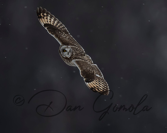 Short-eared Owl