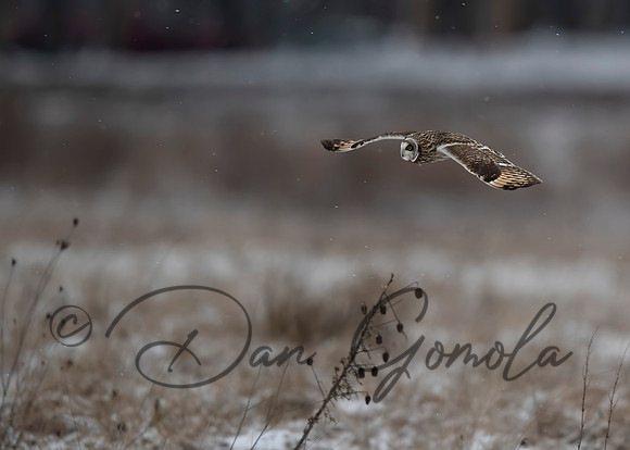 Short-eared Owl