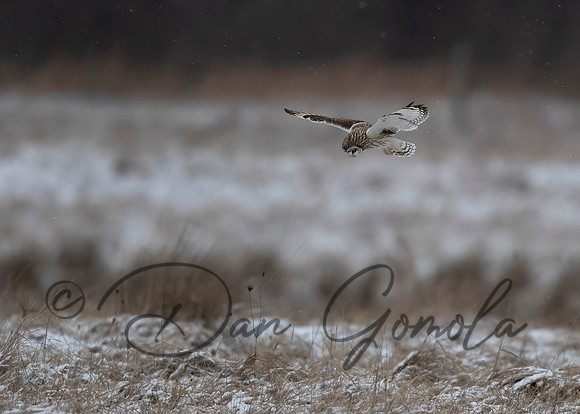 Short-eared Owl