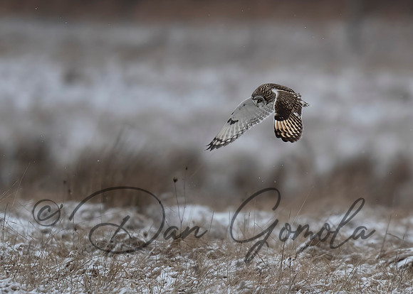 Short-eared Owl