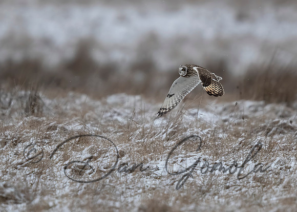 Short-eared Owl