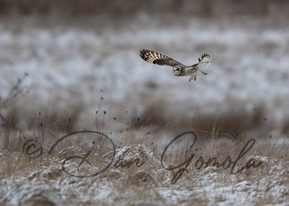 Short-eared Owl