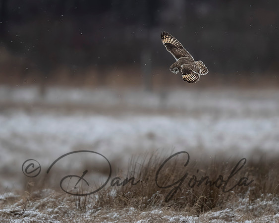 Short-eared Owl