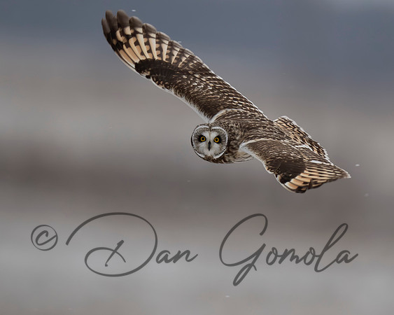 Short-eared Owl