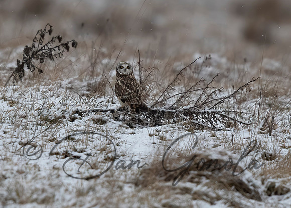 Short-eared Owl