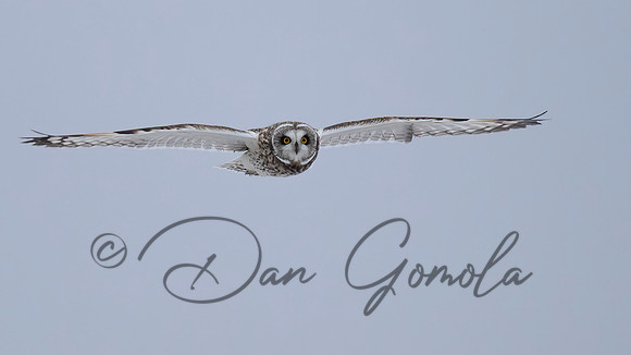 Short-eared Owl