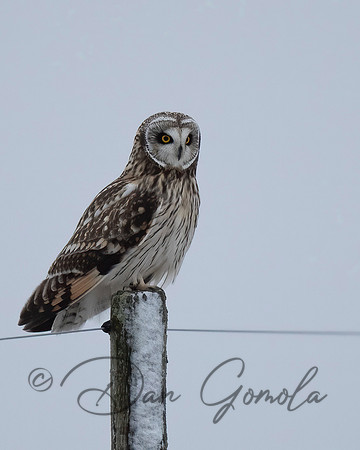Short-eared Owl