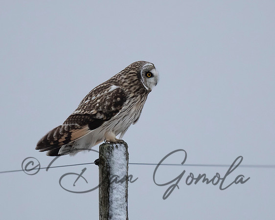 Short-eared Owl