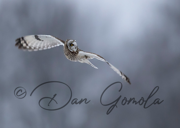 Short-eared Owl