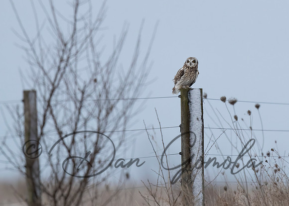 Short-eared Owl