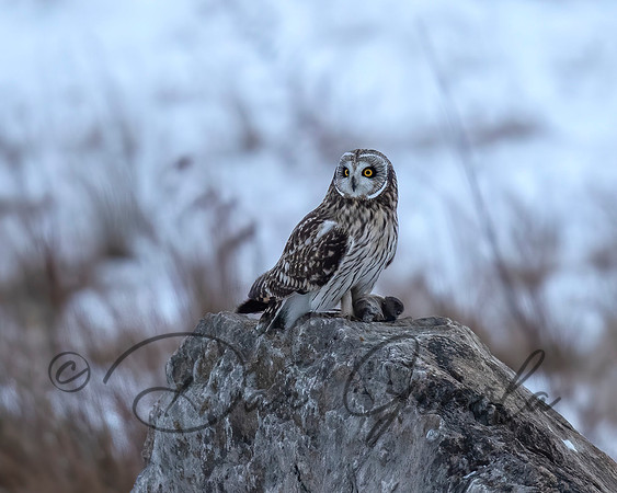 Short-eared Owl