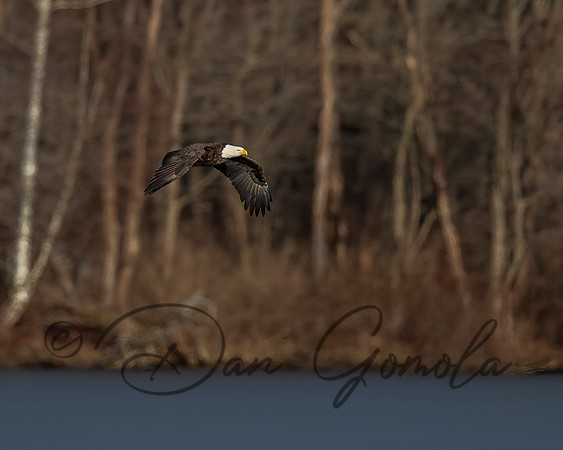 Bald Eagle