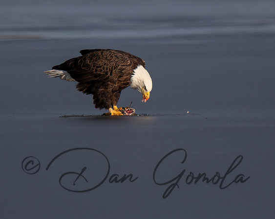 Bald Eagle