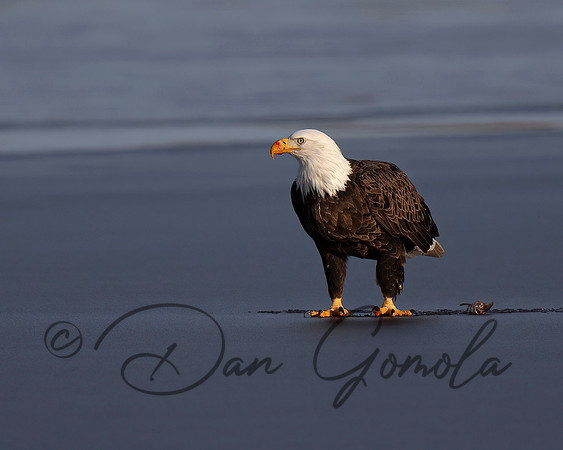 Bald Eagle