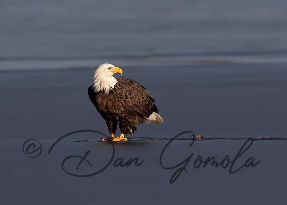 Bald Eagle