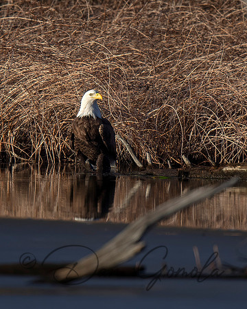 Bald Eagle